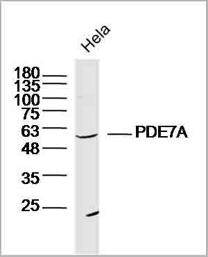 product-image-AAA28812_WB5.jpg