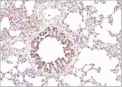product-image-AAA28823_IHC5.jpg