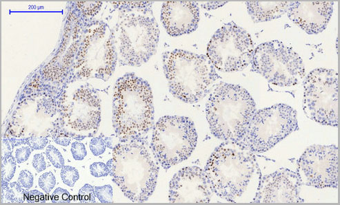 product-image-AAA28928_IHC3.jpg