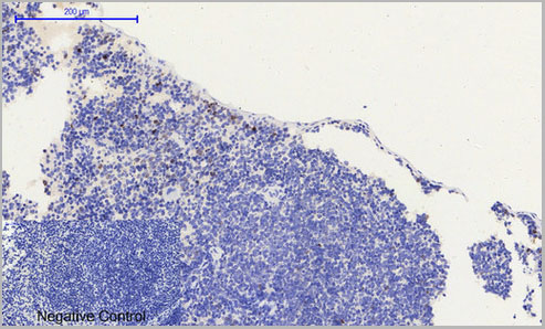 product-image-AAA28928_IHC4.jpg