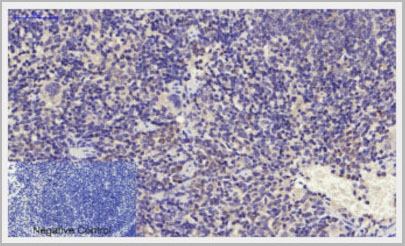 product-image-AAA29102_IHC9.jpg