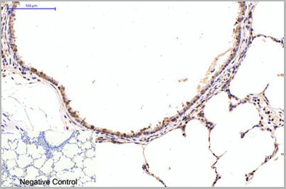 product-image-AAA29642_IHC6.jpg