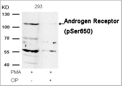 product-image-AAA29666_WB2.jpg