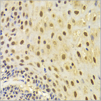 product-image-AAA29673_IHC8.jpg