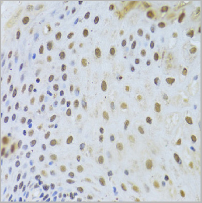 product-image-AAA29673_IHC9.jpg