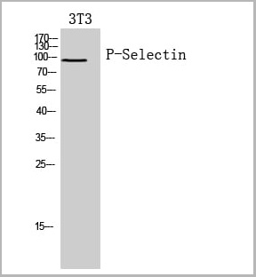 product-image-AAA29674_WB.jpg