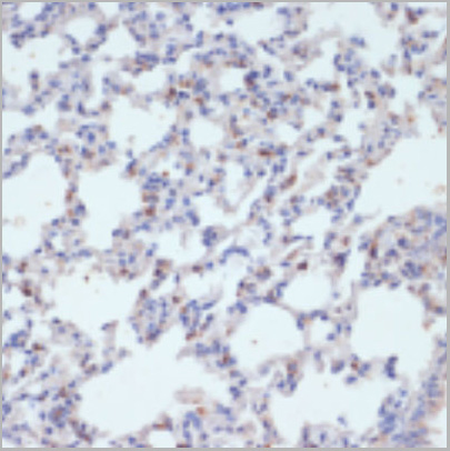 product-image-AAA29679_IHC3.jpg