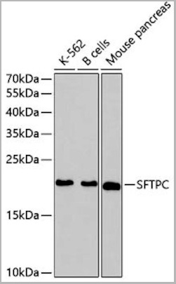 product-image-AAA29679_WB.jpg