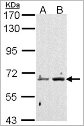 product-image-AAA29681_WB.jpg