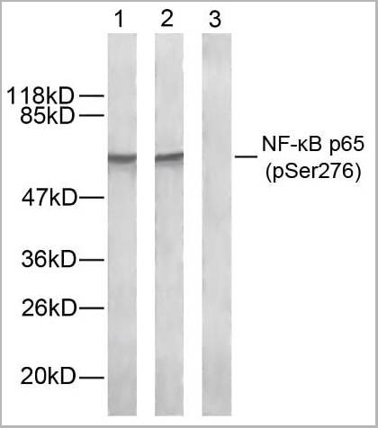 product-image-AAA29703_WB2.jpg