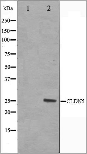 product-image-AAA29710_WB.jpg