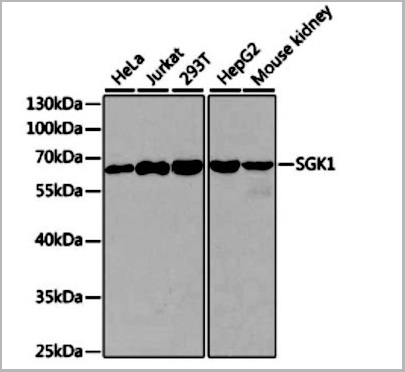 product-image-AAA29714_WB3.jpg