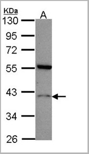 product-image-AAA29716_WB.jpg