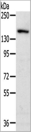 product-image-AAA29724_WB.jpg