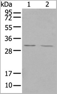 product-image-AAA29725_WB3.jpg