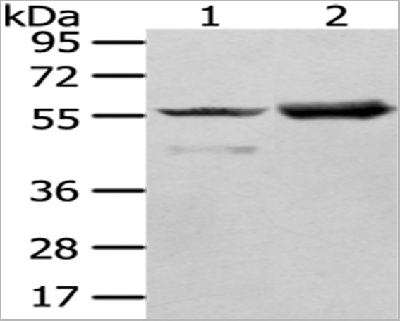 product-image-AAA29727_WB.jpg