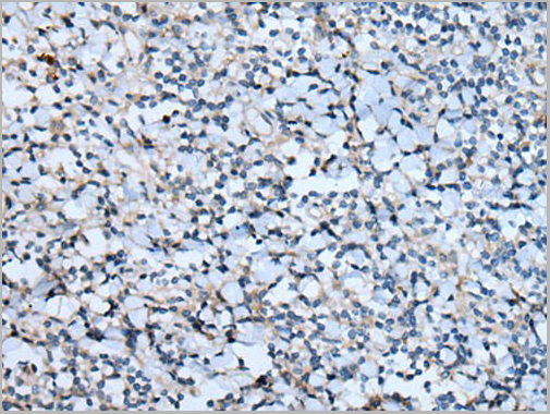 product-image-AAA29730_IHC3.jpg