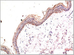 product-image-AAA29732_IHC2.jpg