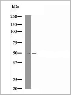 product-image-AAA29757_WB.jpg