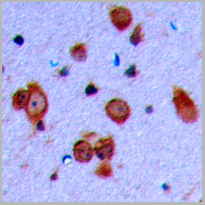 product-image-AAA29761_IHC2.jpg