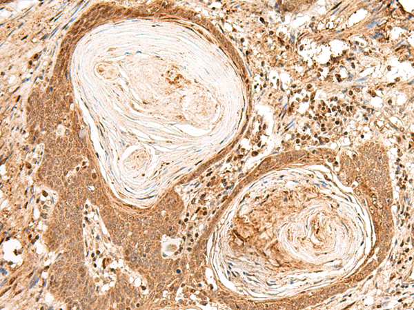 product-image-AAA29762_IHC.jpg