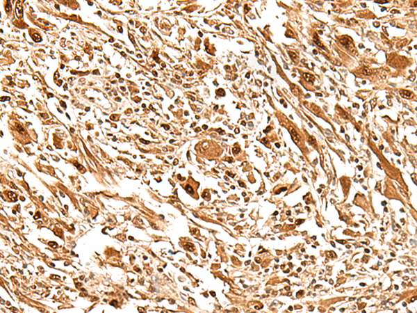 product-image-AAA29762_IHC2.jpg