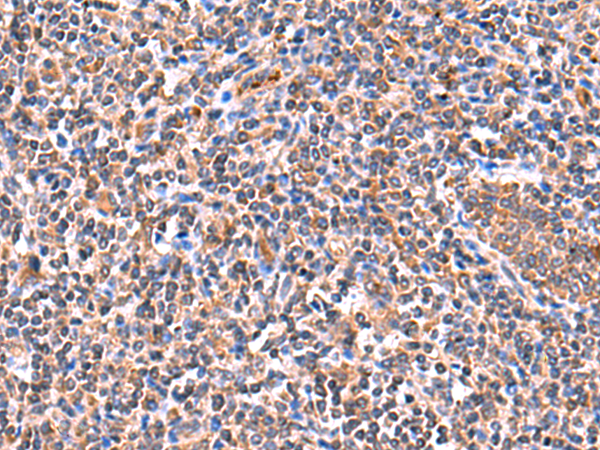 product-image-AAA29763_IHC2.jpg