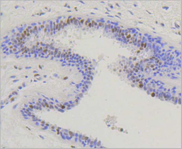 product-image-AAA29775_IHC3.jpg