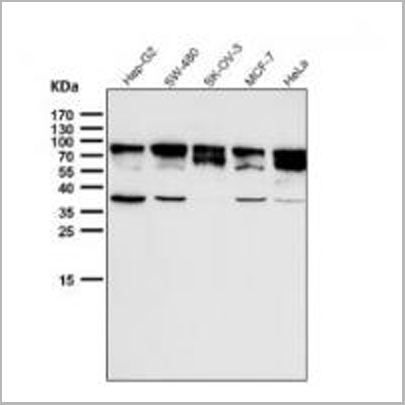 product-image-AAA29775_WB9.jpg
