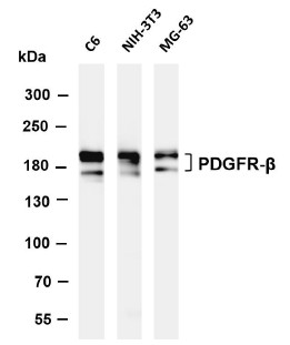 product-image-AAA29872_WB.jpg