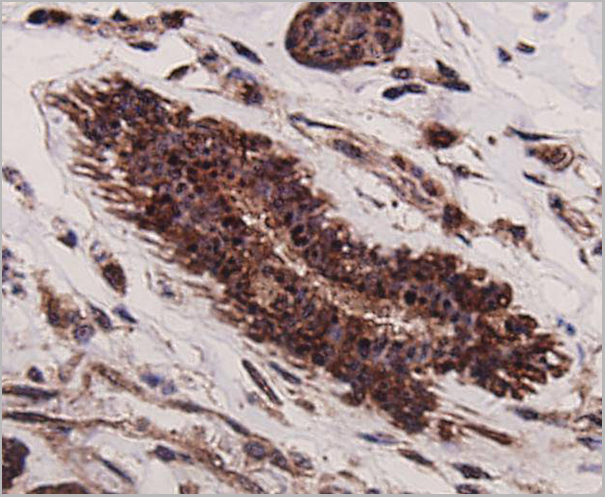 product-image-AAA29952_IHC4.jpg