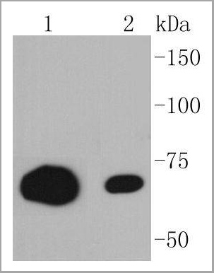 product-image-AAA30048_WB.jpg