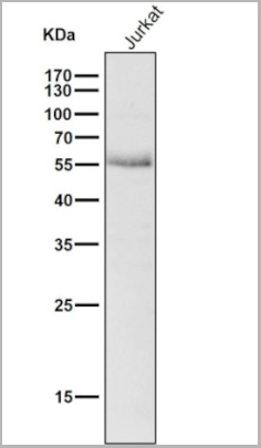 product-image-AAA30123_WB.jpg