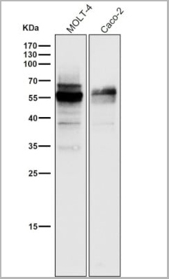 product-image-AAA30123_WB3.jpg