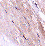 product-image-AAA301316_IHC13.gif