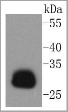product-image-AAA30136_WB.jpg
