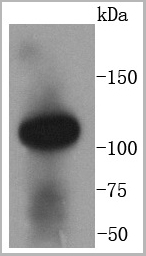 product-image-AAA30168_WB.jpg