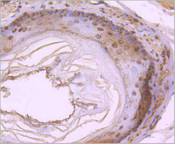 product-image-AAA30208_IHC3.jpg