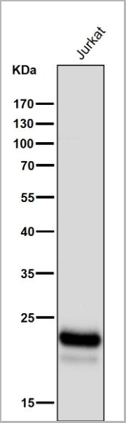 product-image-AAA30236_WB2.jpg