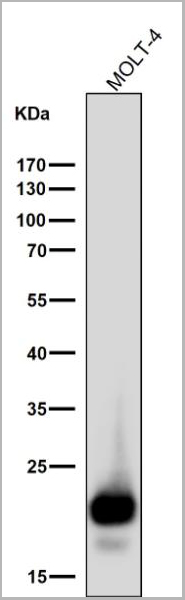 product-image-AAA30236_WB3.jpg