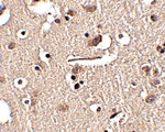 product-image-AAA302603_IHC13.gif