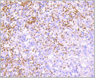 product-image-AAA30301_IHC4.jpg