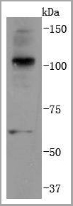 product-image-AAA30301_WB.jpg