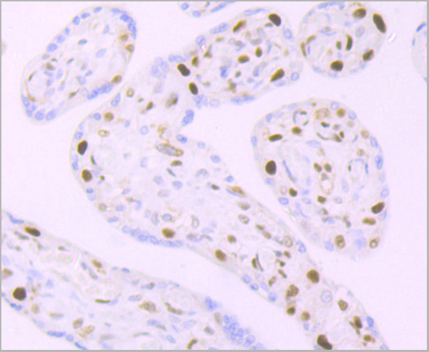 product-image-AAA30464_IHC4.jpg
