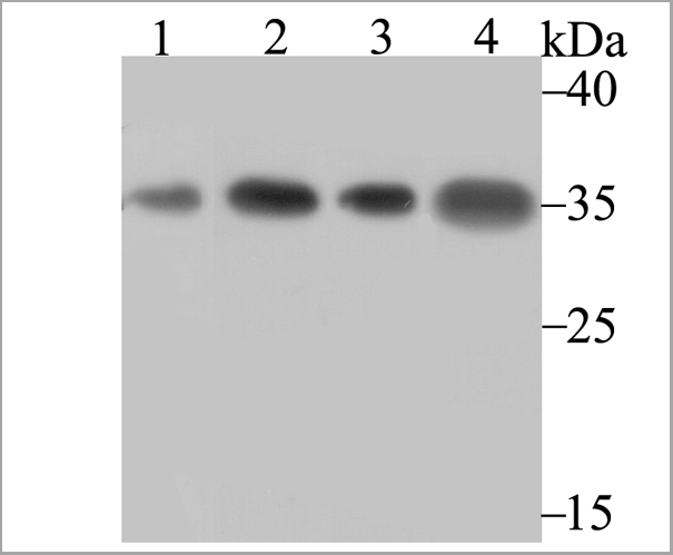 product-image-AAA30476_WB.jpg