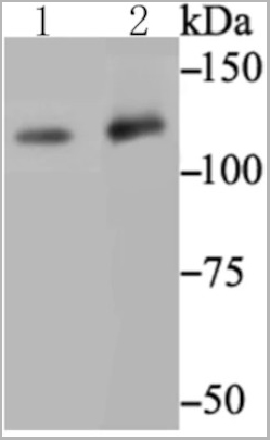 product-image-AAA30518_WB.jpg