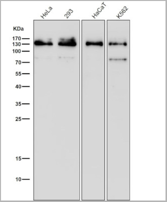 product-image-AAA30518_WB2.jpg