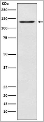 product-image-AAA30518_WB3.jpg