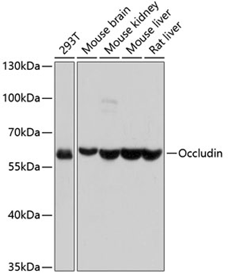 product-image-AAA30579_WB.jpg