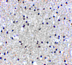 product-image-AAA306370_IHC13.gif